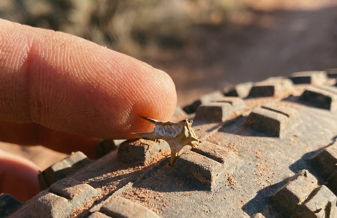 Goathead Season Is Here: The Cyclist's Survival Guide
